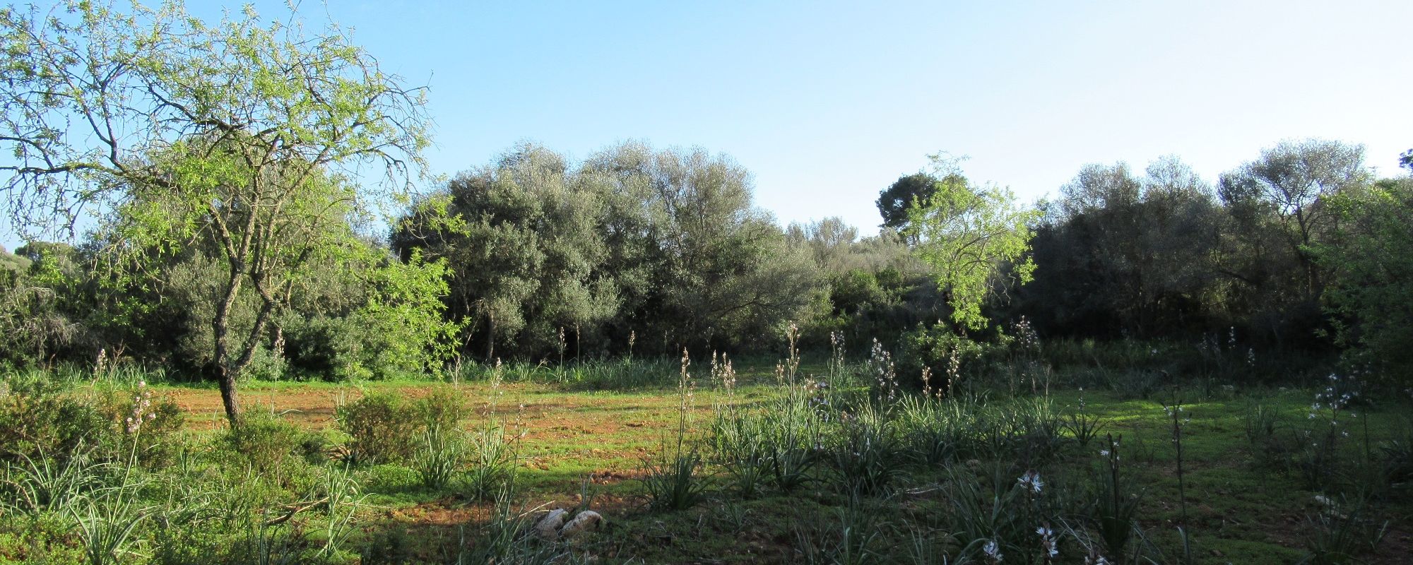 PLOT NEAR CALA D´OR