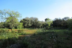 GRUNDSTÜCK BEI CALA D´OR
